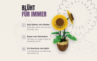 Sonnenblumen
