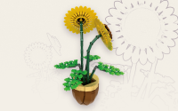 Sonnenblumen