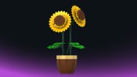 Sonnenblume