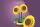 Sonnenblumen