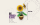 Sonnenblumen