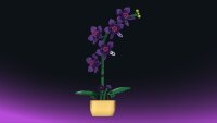 Orchidee im Topf