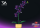 Orchidee im Topf