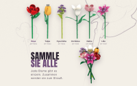 Einzelblume Rose