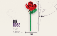 Einzelblume Rose