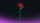 Einzelblume Rose