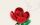 Einzelblume Rose