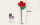 Einzelblume Rose