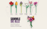 Einzelblume Tulpe