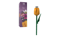 Einzelblume Tulpe