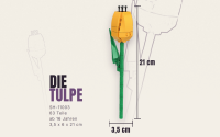 Einzelblume Tulpe