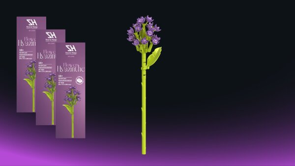 Einzelblume Hyazinte