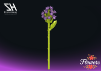 Einzelblume Hyazinte