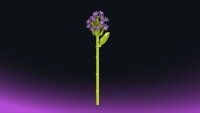 Einzelblume Hyazinte