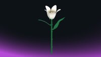 Einzelblume Orchideen