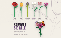 Einzelblume Orchidee