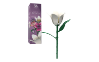 Einzelblume Orchidee