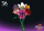 Einzelblume Orchideen