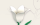 Einzelblume Orchidee