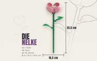 Einzelblume Nelke