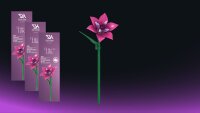 Einzelblume Lilienbl&uuml;te