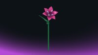 Einzelblume Lilienbl&uuml;te