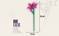 Einzelblume Lilie