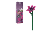 Einzelblume Lilie