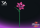 Einzelblume Lilienbl&uuml;te