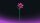 Einzelblume Lilienbl&uuml;te