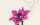 Einzelblume Lilie