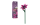 Einzelblume Lilie